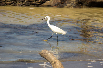 Italy Tuscany Grosseto Alberese, natural park of the Maremma, Alberese, river Ombrone, heron hunt fish on the shore