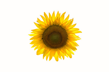 Obraz premium sunflower like sun in abstract graphics on white background 
