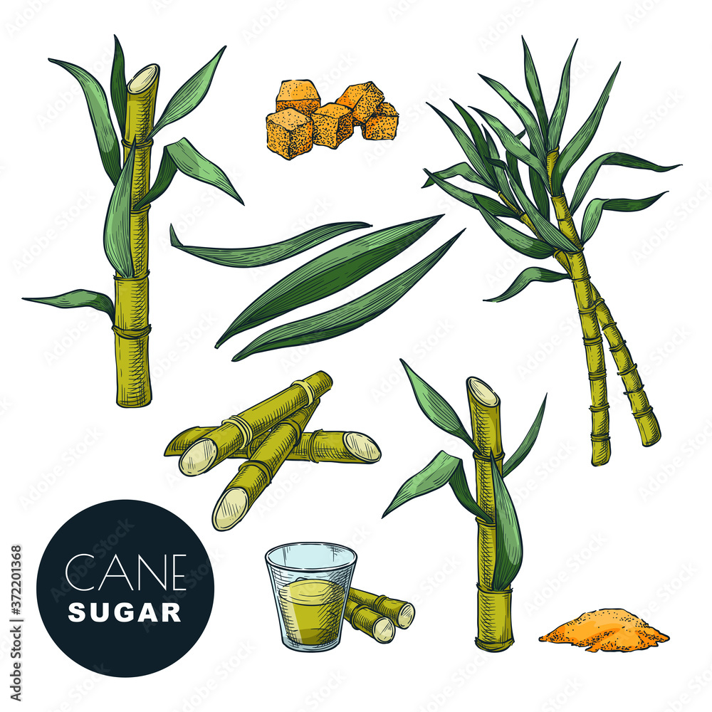 Wall mural Sugar cane plant and leaves sketch vector illustration. Natural organic sweetener. Hand drawn isolated design elements