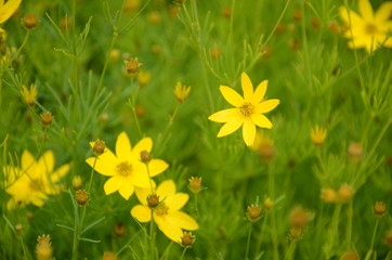 イトバハルシャギク