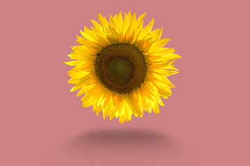 sunflower head in abstract graphics on pink background
