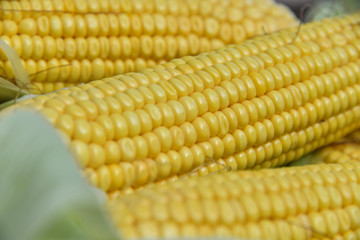 In the summer, the harvest of yellow corn. Cleaning corn, removing leaves and hair from the cob. Yellow corn is juicy, young, and delicious.