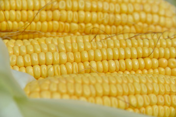 In the summer, the harvest of yellow corn. Cleaning corn, removing leaves and hair from the cob. Yellow corn is juicy, young, and delicious.