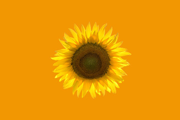 sunflower head in abstract graphics on orange background