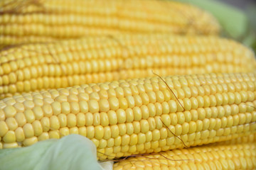 In the summer, the harvest of yellow corn. Cleaning corn, removing leaves and hair from the cob. Yellow corn is juicy, young, and delicious.