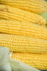 In the summer, the harvest of yellow corn. Cleaning corn, removing leaves and hair from the cob. Yellow corn is juicy, young, and delicious.