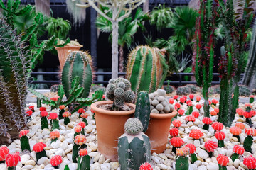 Beautiful tropical cactus garden at Nongnooch garden in pattaya chonburi, Thailand