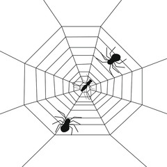 Obraz premium Two spiders and a fly in a web