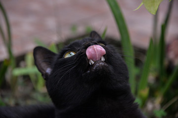 Outside in the daytime, a black cat sits at a table and looks at the corn. The cat is playing with leaves from corn.