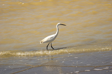 Italy Tuscany Grosseto Alberese, natural park of the Maremma, Alberese, river Ombrone, heron hunt fish on the shore