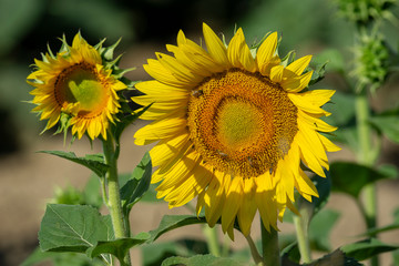 Italy Tuscany Grosseto cultivated with sunflower, close view