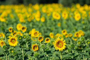 Italy Tuscany Grosseto cultivated with sunflower, close view