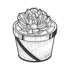 Succulent plant sketch raster illustration