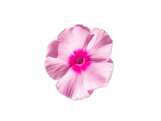 Single pink phlox flower isolated on a white background. Blossoming flower phlox, close up