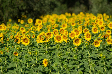 Obraz premium Italy Tuscany Grosseto cultivated with sunflower, close view