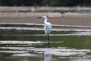 View of a Great Egret standing in water
