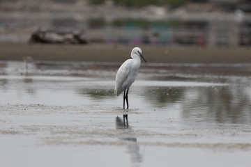 View of a Great Egret standing in water