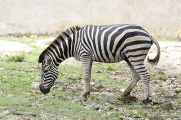 Fototapeta na wymiar Close up Zebra on the Green yard