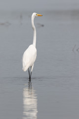 View of a Great Egret standing in water
