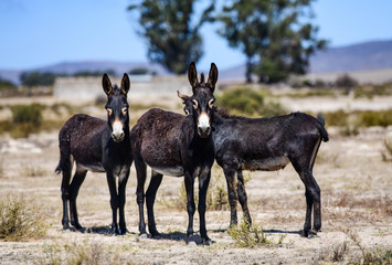 donkeys in the field