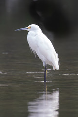 View of a Snowy Egret in the water