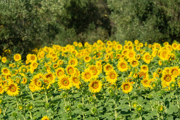 Italy Tuscany Grosseto cultivated with sunflower, close view
