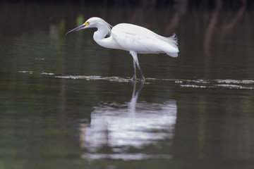Naklejka premium View of a Snowy Egret in the water