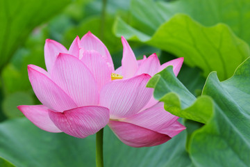 東京 上野 不忍池の美しい蓮の花　コピースペースあり（東京都） Beautiful lotus flowers at Shinobazu Pond in Ueno, Tokyo, with copy space (Tokyo, Japan)