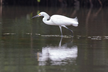 View of a Snowy Egret in the water