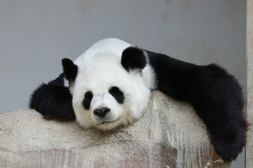Fototapeta premium giant panda is Sleeping at her favorite Corner