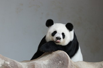 giant panda Sticking out her Tongue