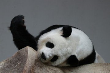 Beautiful Sleeping Panda on the Rock