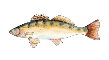 Watercolor hand drawn illustration of Pike Perch fish isolated on white