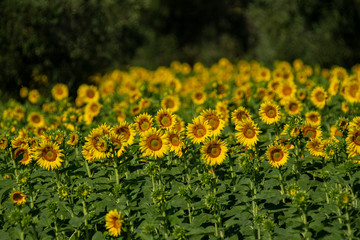 Italy Tuscany Grosseto cultivated with sunflower, close view