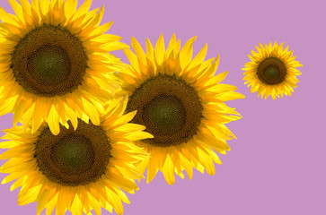 sunflowers in abstract graphics on pink background