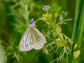 Fototapeta premium Green-veined white (Pieris napi) hangs on a small purple flower drinking nectar,
