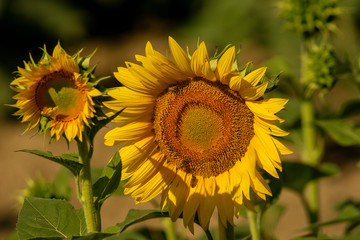 Italy Tuscany Grosseto cultivated with sunflower, close view
