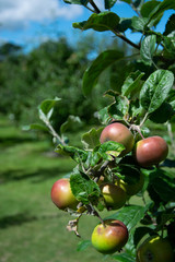 Closeup on fresh organic sweet and delicious apples in the apple tree, ready for harvest. Photo taken at apple garden.
