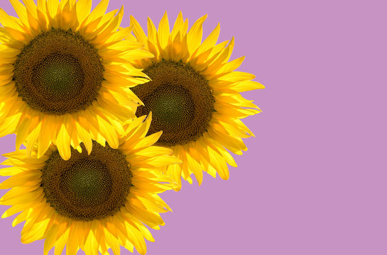 three sunflowers in abstract graphics on pink background,  space for text