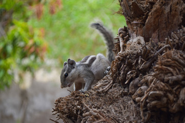 Naklejka premium Asian gray squirrel on dates tree palm close up, wildlife animal chipmunk eating seed, mammal rodents fauna natural plants leaf background wallpaper