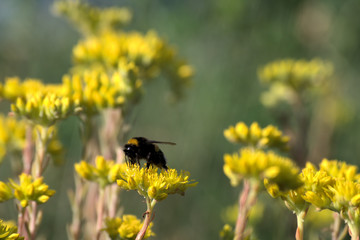 bumblebee on yellow flower,fly, summer, insect, nature,green, spring, garden,nectar, blossom,