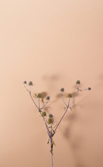 Plant of the genus Eryngium on a beige background with shadows. Minimalist still life top view.