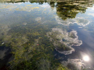 Pond with Water Plants