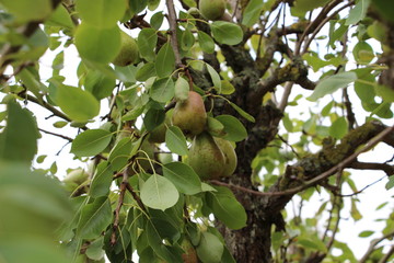 poires cachées