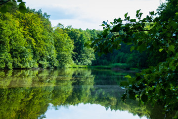 Bright green trees and their reflections in a pond in the German forest.