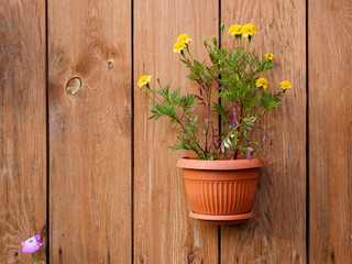 Chrysanthemum in terracotta flower pot at tree stump. Flowers decoration in ornamental garden