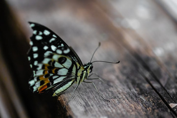 one tropical butterfly