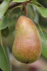 poire solitaire
