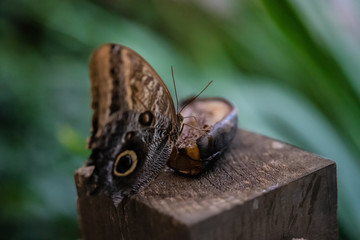 Fototapeta premium one tropical butterfly