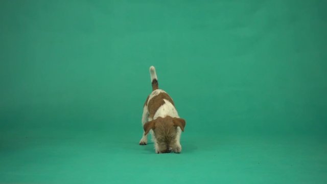 dog looking for on a green screen